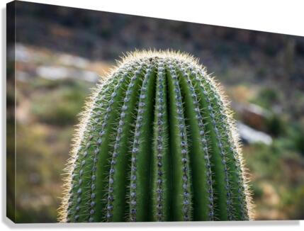 Ouch - close up of top of saguaro cactus  Canvas Print