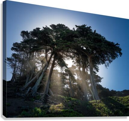 Sunbeams from large pine or fir trees   Canvas Print