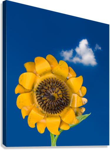 Metal sunflower against blue sky  Impression sur toile