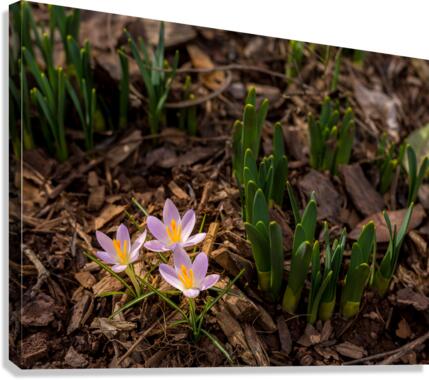 Crocus blossoms in dirt and mulch of garden  Canvas Print