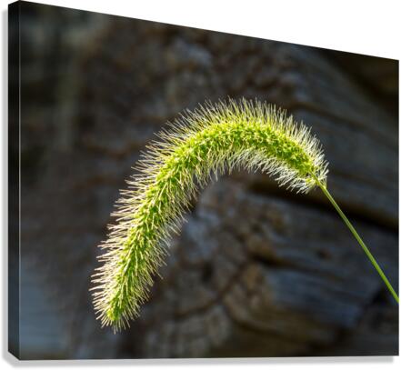 Backlit grass seedhead thought to be Timothy  Canvas Print