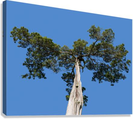 Old Cedar tree at Appomattox National Park  Canvas Print