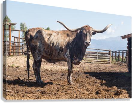 Old Longhorn bull in paddock  Canvas Print