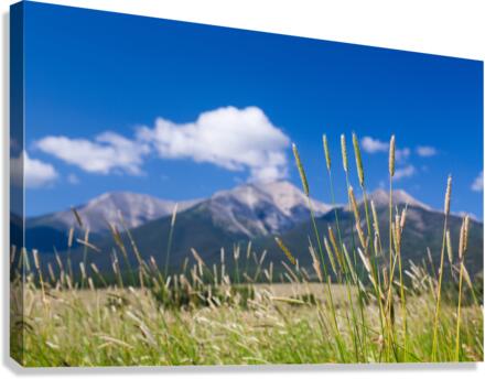 Farmyard and grasses by Mt Princeton CO  Canvas Print