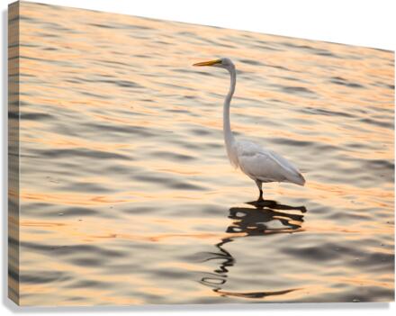 Great white egret in the sea off Tampa in Gulf  Impression sur toile
