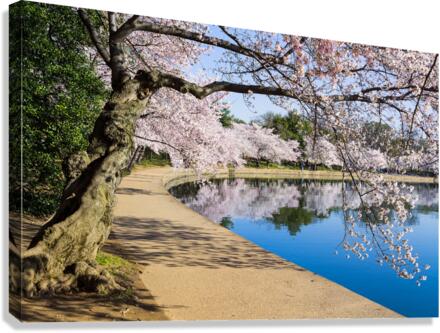 Pathway around the tidal basin during Cherry Blossom Festival  Canvas Print