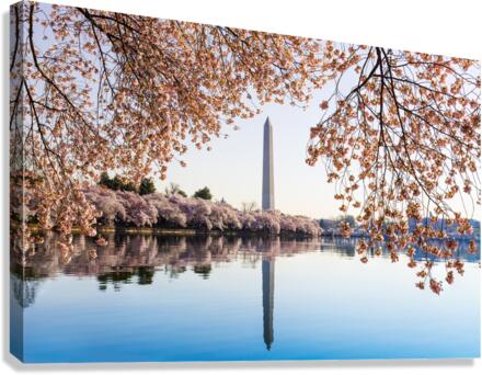 Washington Monument towers above blossoms  Canvas Print