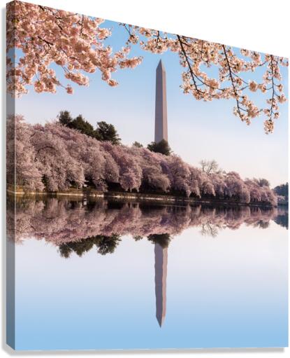 Washington Monument towers above blossoms  Impression sur toile