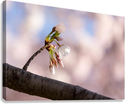 Close up of Cherry Blossom flowers  Canvas Print