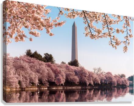 Washington Monument towers above blossoms  Canvas Print