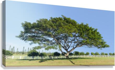 Large acacia or koa tree Kauai  Canvas Print