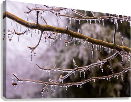 Ice covered branches start to melt to icicles  Canvas Print
