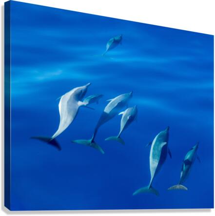 Spinner dolphins off coast of Kauai with leader clearly winning   Canvas Print