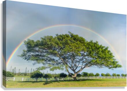 Tree of life with rainbow  Impression sur toile