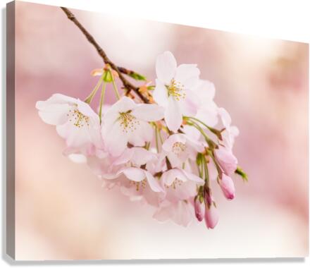 Detail macro photo of japanese cherry blossom flowers  Impression sur toile