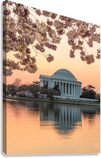 Cherry Blossom and Jefferson Memorial at sunrise  Canvas Print