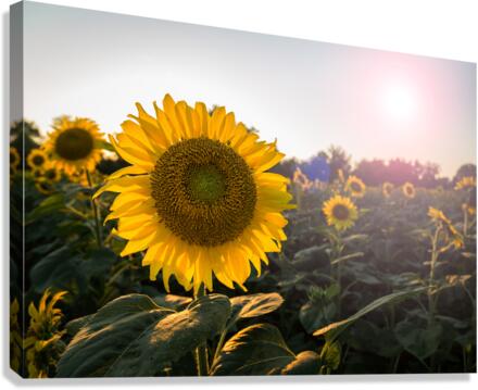 Sunflowers in early evening as sun sets  Impression sur toile