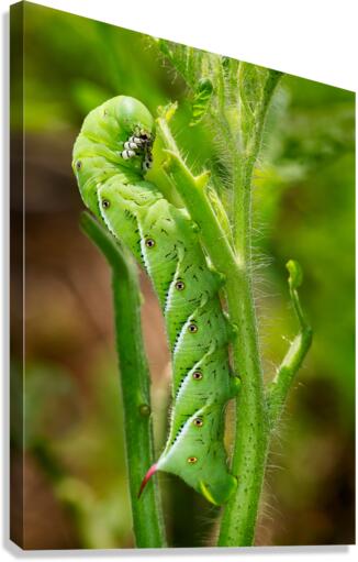Tomato hornworm caterpillar eating plant  Impression sur toile