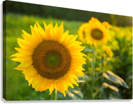 Sunflowers in early evening as sun sets  Canvas Print