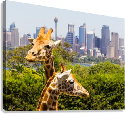 Giraffes with a fabulous view of Sydney  Impression sur toile