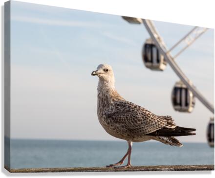 Seagull on promenade in Brighton  Canvas Print