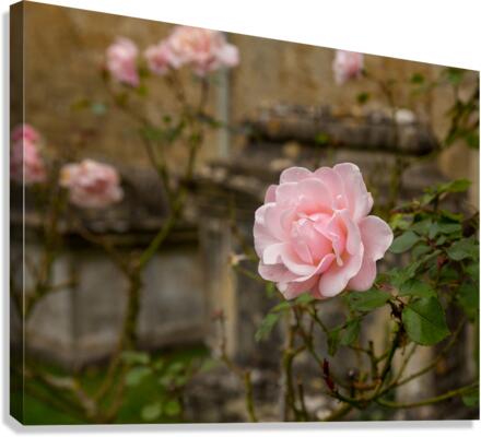 Pink rose in graveyard in Bibury  Canvas Print