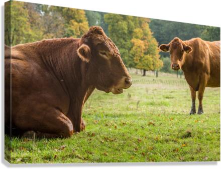 Large brown cow resting in meadow  Canvas Print