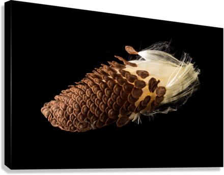 Macro photo of swamp milkweed seed pod  Impression sur toile