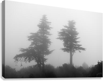 Mist and fog envelop two pine trees  Canvas Print