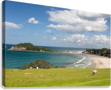 Hike around The Mount at Tauranga in NZ  Impression sur toile