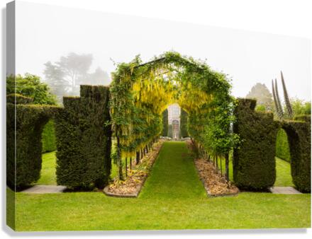 Laburnum Arch in full bloom over grass path  Impression sur toile