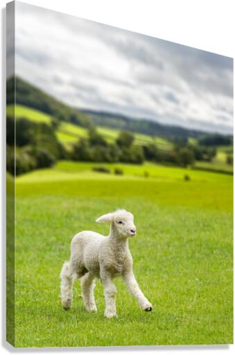 Cute lamb in meadow in wales or Yorkshire Dales  Impression sur toile