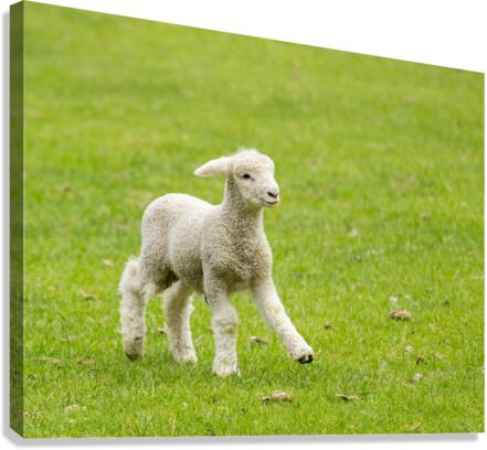 Cute lamb in meadow in New Zealand  Canvas Print