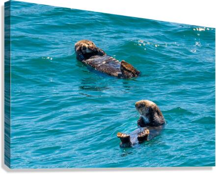 Sea Otter floating in Resurrection Bay near Seward  Impression sur toile