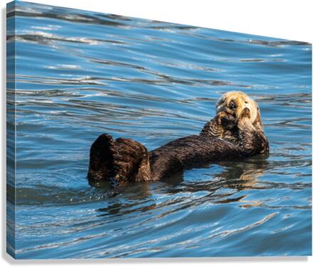 Sea Otter floating in Resurrection Bay near Seward  Canvas Print