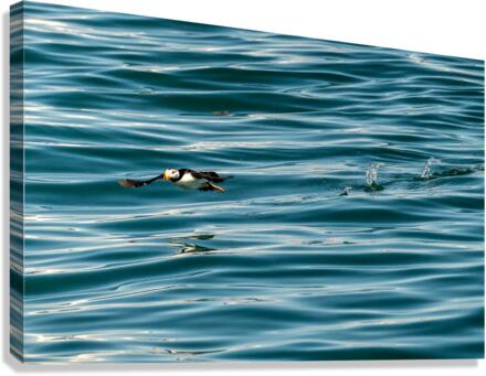 Small puffin taking off from Resurrection Bay near Seward  Canvas Print