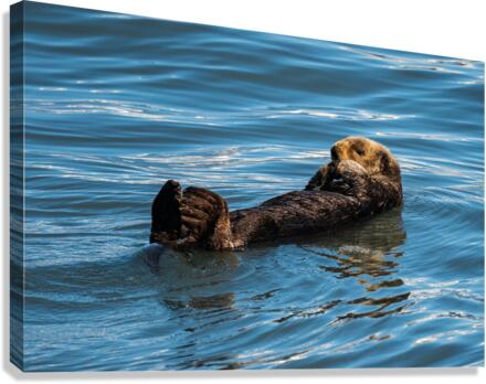 Sea Otter floating in Resurrection Bay near Seward  Canvas Print