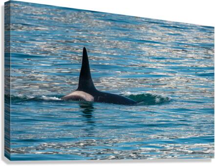 Fin of orca whale cutting through Resurrection Bay Seward  Impression sur toile
