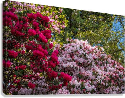 Azaleas and Rhododendron trees surround pathway in spring  Canvas Print