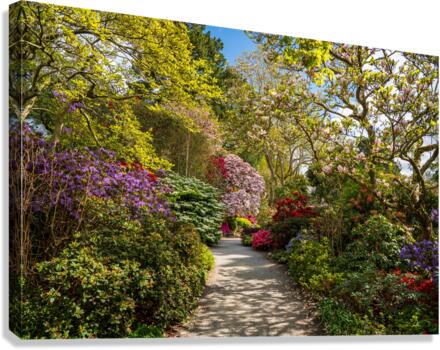 Azaleas and Rhododendron trees surround pathway in spring  Canvas Print
