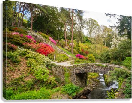 Azaleas and Rhododendron trees surround stream in spring  Canvas Print