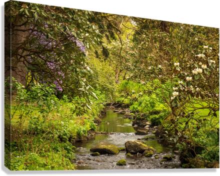 Azaleas and Rhododendron trees surround stream in spring  Impression sur toile