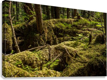 Dense vegetation in temperate rain forest in Alaska  Impression sur toile