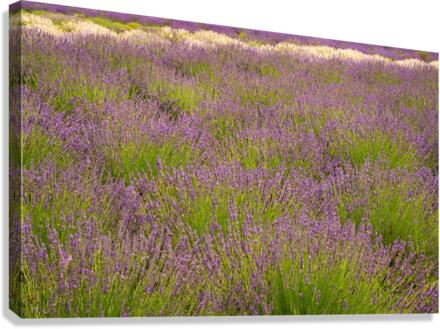 Lavender plants in blossom in early July  Canvas Print