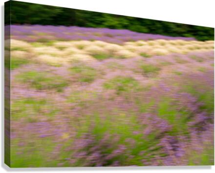 Blurred lavender plants in blossom in early July  Canvas Print