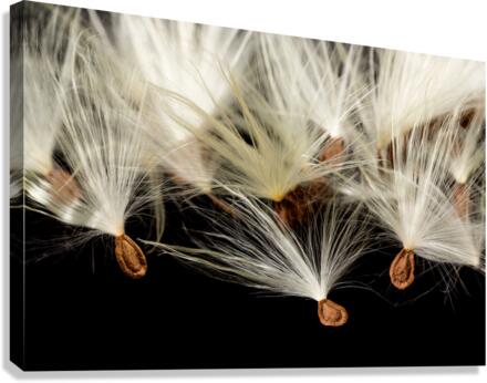 Macro photo of swamp milkweed seed pod  Canvas Print