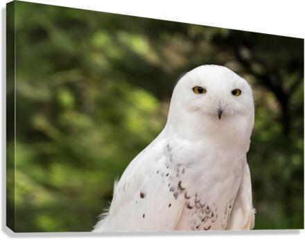 Close up of Snowy Owl against green rainforest in summer  Canvas Print