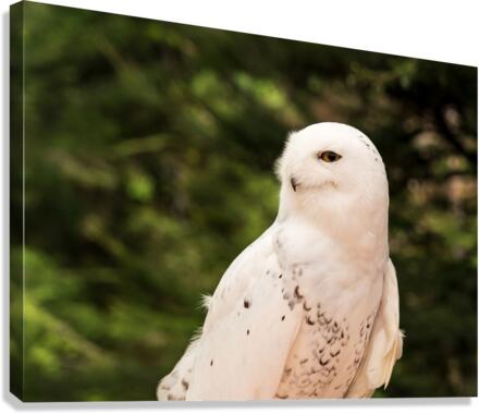 Close up of Snowy Owl against green rainforest  Canvas Print