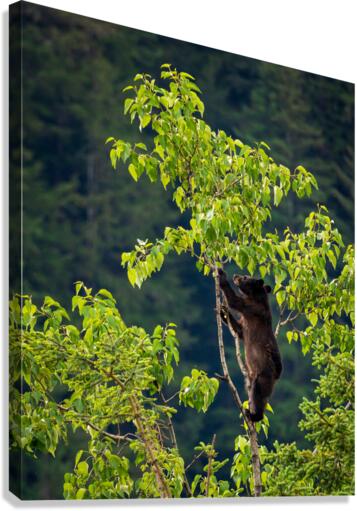 Wild brown or black bear cub high in tree in Alaska  Canvas Print