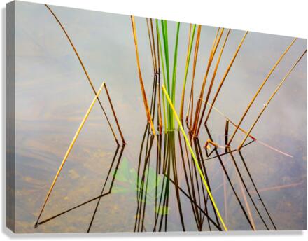 Empty bed of reeds in Everglades Florida  Impression sur toile